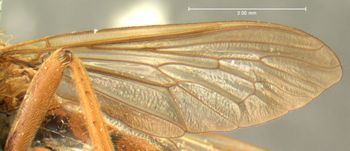 Media type: image;   Entomology 12822 Aspect: wing